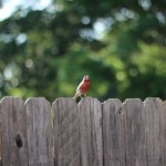 Walking with Cake: Little Robin Red Breast