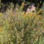 Walking with Cake: Butterfly plants