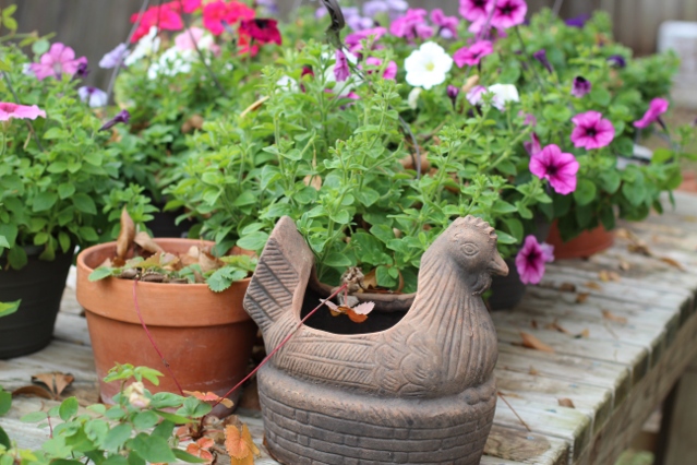 Walking with Cake: My mom's flowers