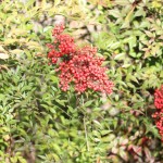 (Winter berries in my backyard.)