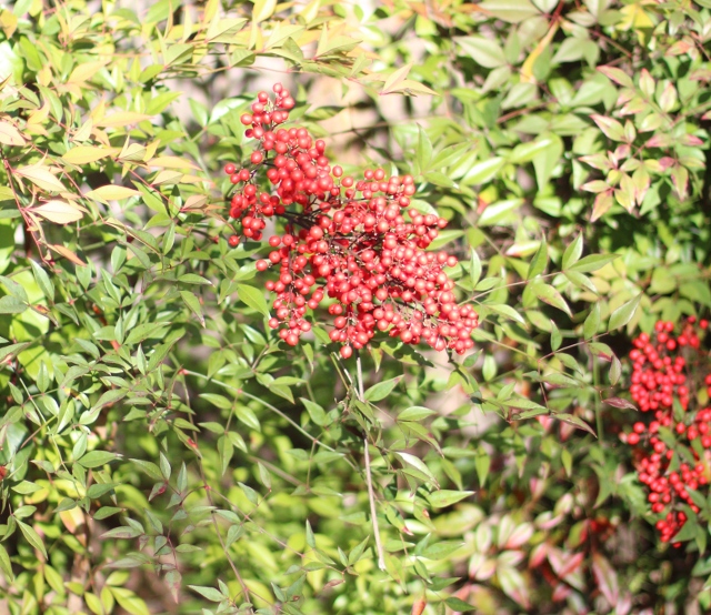 Walking with Cake: Winter berries