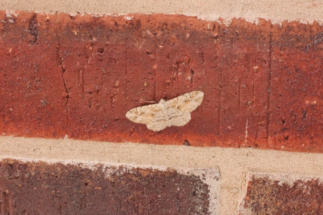 Walking with Cake: Moth on bricks