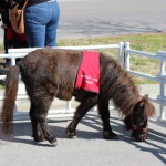 Walking with Cake: Mini service horse