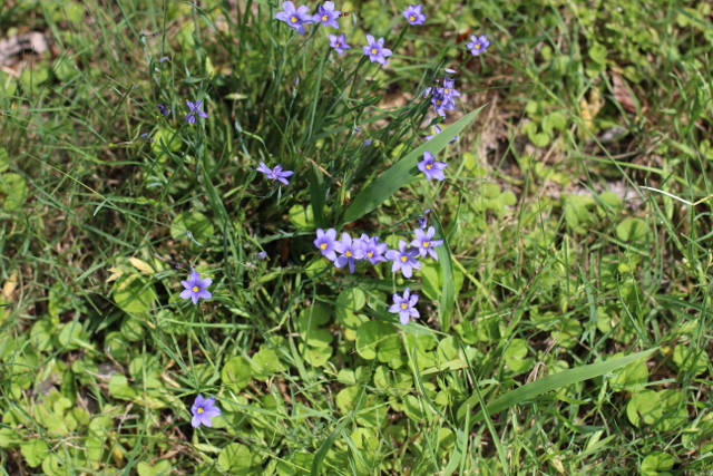 Walking with Cake: Wild violets