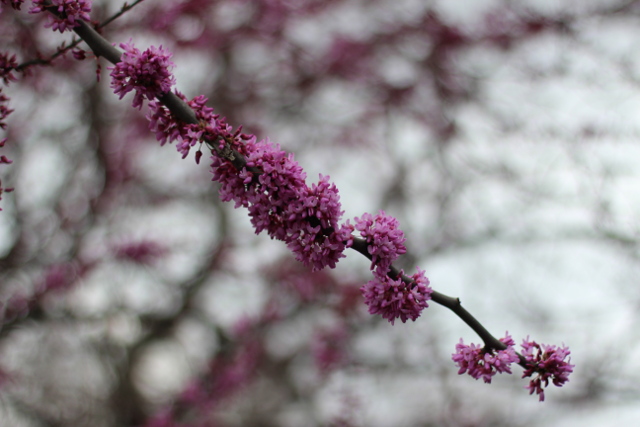 Walking with Cake: Spring buds