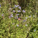 (Can't get enough of a butterfly garden.)